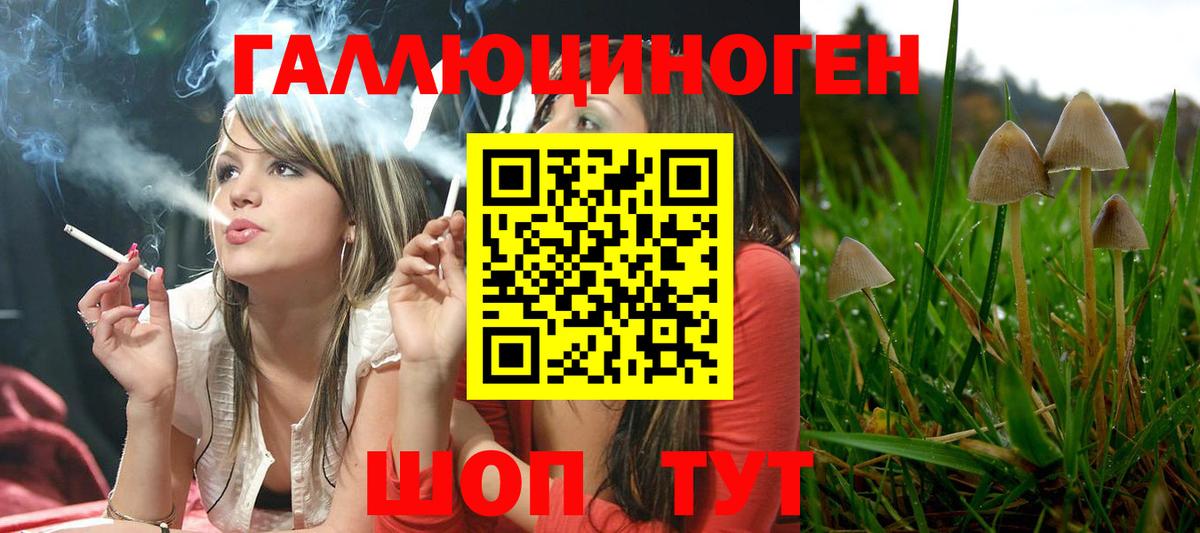 Кизилюрт  Галлюциногенные грибы Psilocybe  Вход с VPN 